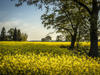 Obraz premium rapeseed