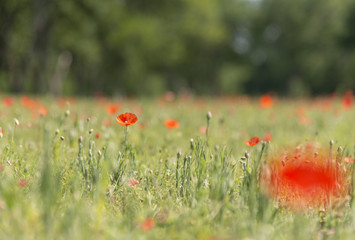 Poppy flower with blur background field of poppies horizon
