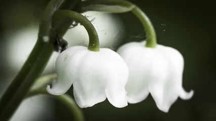 Fototapeten Lily-of-the-valley © Fred