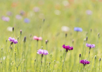 Poppy flower with blur background field of poppies horizon