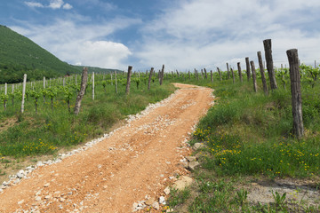 Fototapeta na wymiar Rocky road on the vineyard on the hills of Vipava valley