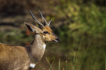 Naklejka premium Cape bushbuck in Kruger National park, South Africa