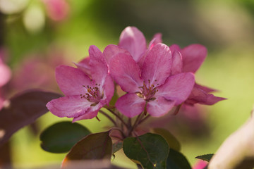 bright purple flowers on apple tree on a sunny day