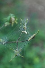 Group pest caterpillar on plant, worms.