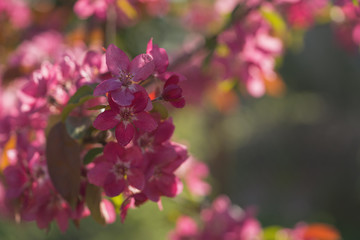 bright purple flowers on apple tree on a sunny day