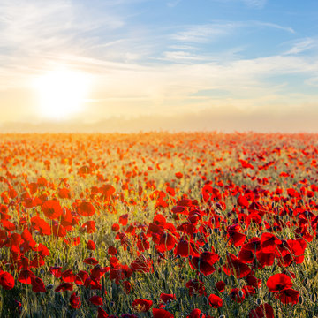 beautiful red poppy field at the sunset
