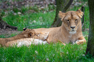 Obraz na płótnie Canvas Lion mother with her young cubs. Congolese lion (Panthera leo bleyenberghi)