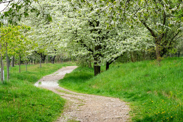 Fototapeta na wymiar Park trail between blooming cherry trees in spring. Park with flowering trees and green grass.