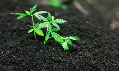 Cannabis marijuana flower from seed. Small green leaves ganja close-up. High quality