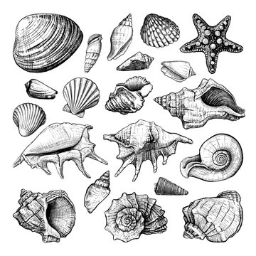 Set of different shapes of a seashells isolated on a white background. Hand drawn sketch. Vector illustration