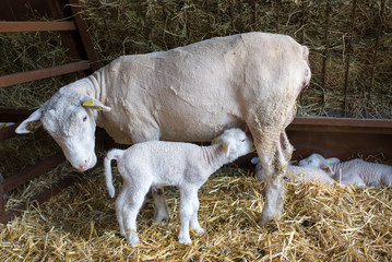 Lamb suckling sheep