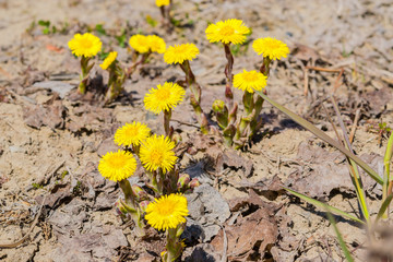 Coltsfoot flower  Tussilágo close - up on the ground background in early spring, landscape 