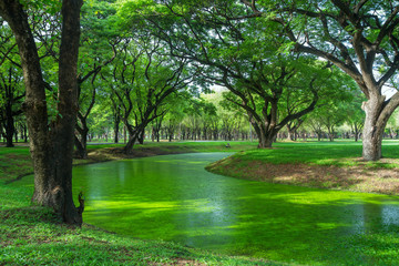 Obraz premium Beautiful park in Thailand