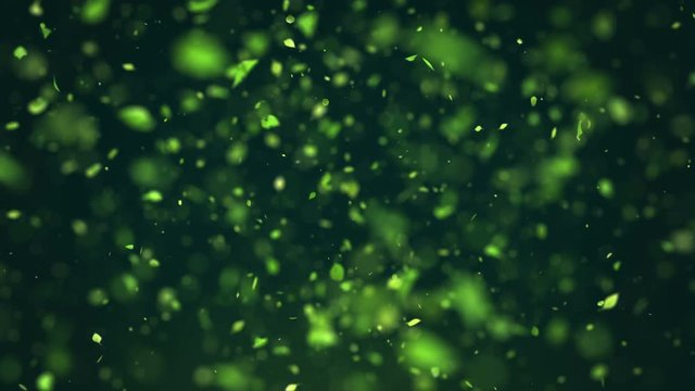 Exploding green tea leafs in 4K