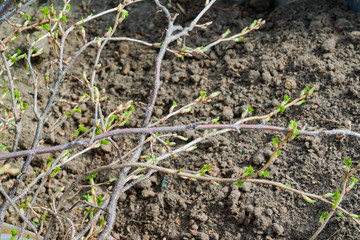 Black currant branch with buds in early spring in the garden, landscape spring
