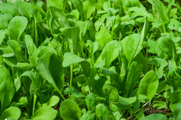 Sprouts of young green salad on the bed in the spring 

