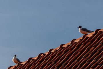 two gulls on an old red tile roof