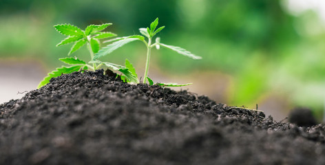 Green sprout of first spring early hemp sprouted from ground with small leaves of marijuana medicinal. Concept breeding of cannabis