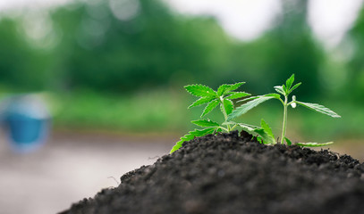 Green sprout of first spring early hemp sprouted from ground with small leaves of marijuana medicinal. Concept breeding of cannabis