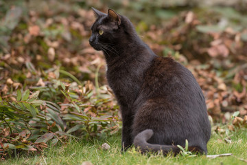 Naklejka na ściany i meble Domestic black cat sitting on the grass 
