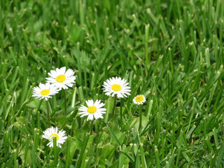 White chamomiles in green grass. Green field with daisies, summer nature background