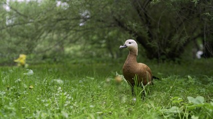Duck in the meadow. A duck walks in the park in the meadow.