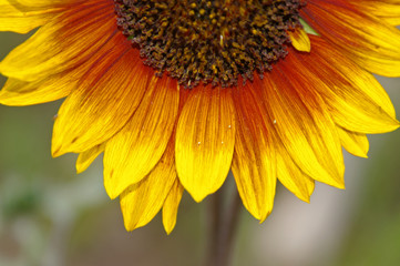 Half Sunflower