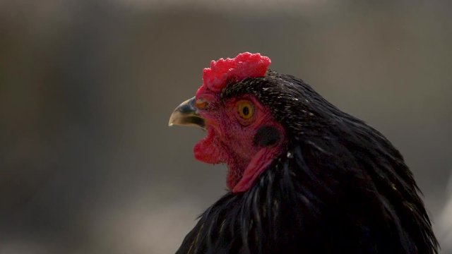head of the black cock in profile