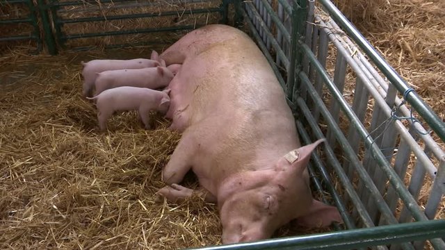 Pigs Farm and piglets / Three little pigs suck sow on straw in the pen
