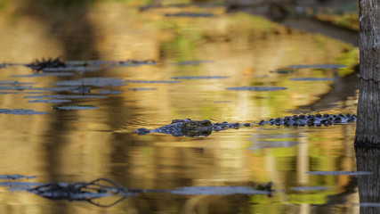 Nile crocodile in Kruger National park, South Africa