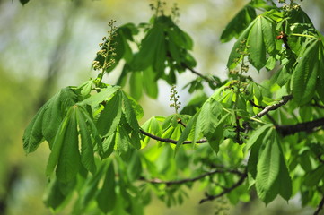 Fototapeta na wymiar young shoots of spring chestnut