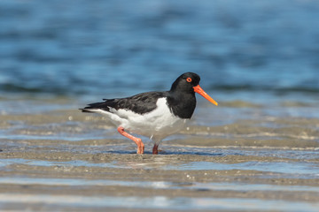 Austernfischer am meer