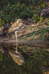 Water thick-knee in Kruger National park, South Africa