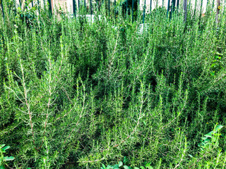 Growing green bushes  in the city park on  Rishon Le Cion, Israel. 