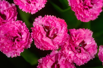 pink carnation flowers