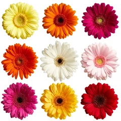 Wall murals Gerbera Set of gerbera flowers isolated on white background