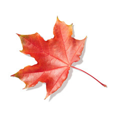 Autumn maple leaf isolated on white background