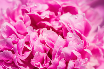 pink flower peony macro