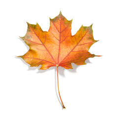 Autumn leaf isolated on white background