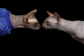 Portrait of Two Sphynx Cats sniffing each other Isolated on Black Background, profile view