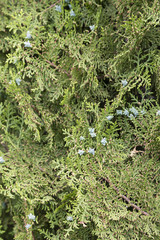 Green blooms on Thuja.