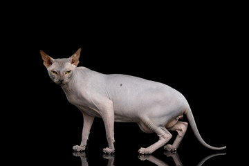 Angry Sphynx Cat Walking and Looking in Camera Isolated on Black Background, side view