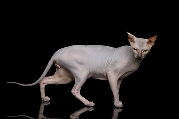 Obraz premium Angry Sphynx Cat Walk and Looking in Camera Isolated on Black Background, side view