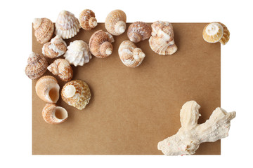 Seashells presented and coral on a sheet of textured paper