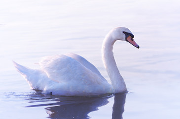 Tender White Swan is Swimming on the Calm Water