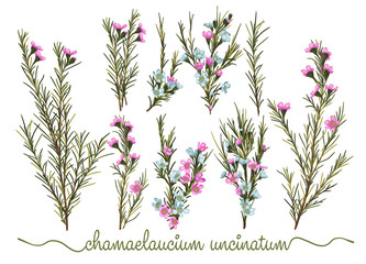 Set of botanic floral elements. Chamaelaucium (waxflower) collection with leaves and flowers, drawing watercolor. Isolated over white background