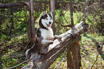 Dog on a fallen tree in a spring forest. Siberian Husky black and white colour outdoors. A pedigreed purebred dog