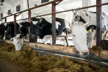 Black and white cows eating hay in cowshed on dairy farm. Agriculture industry, farming and animal husbandry
