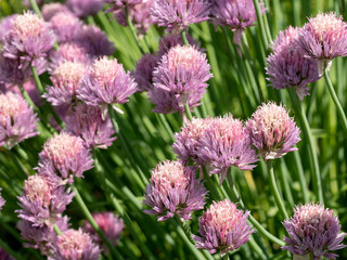 Grass Plant chives (Allium schoenoprasum) . Shallow depth of field