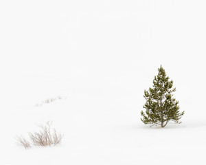 Lone Fir tree in snowy landscape